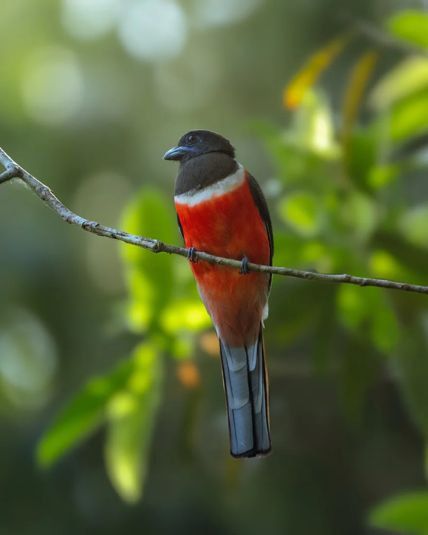 A Malabar trogon perched on a branch, from the brochure's Thattekkad bird photographs