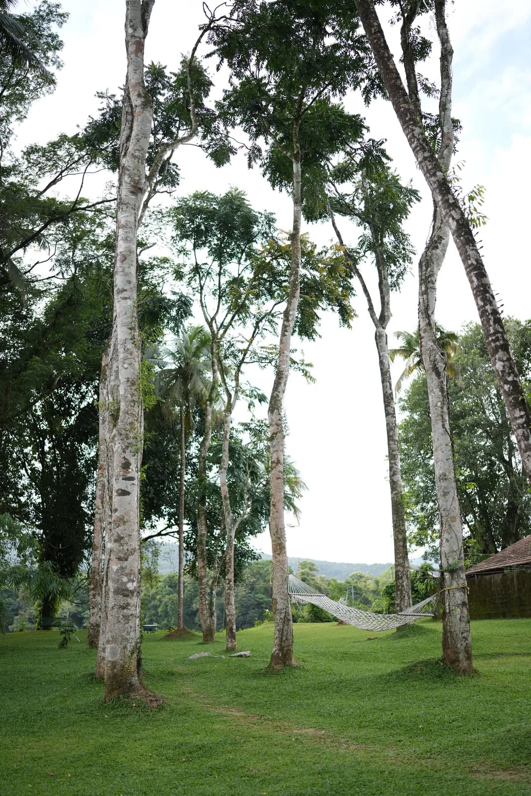 A walk through the green